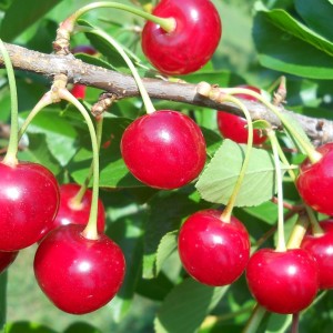 Вишня Окский Рубин